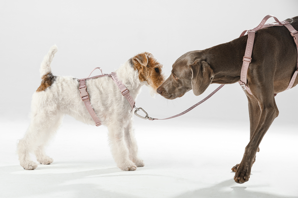 Headcollars