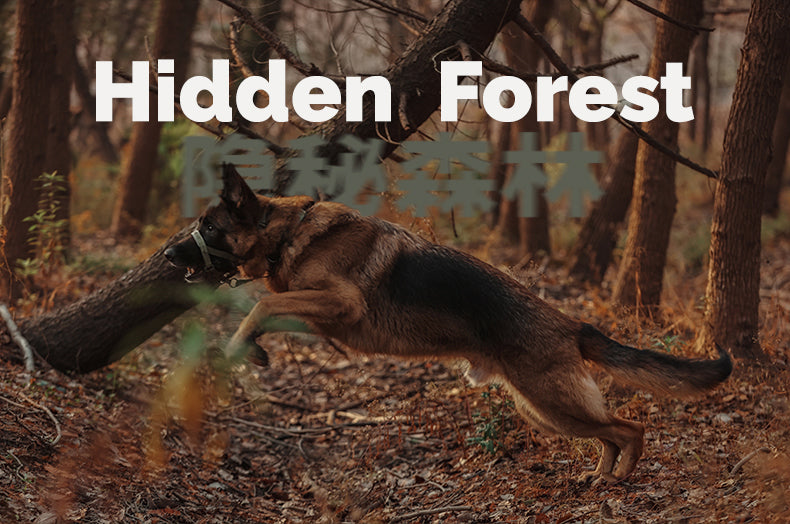 Midnight Walker Dog Leash – Hidden Forest detail image 1