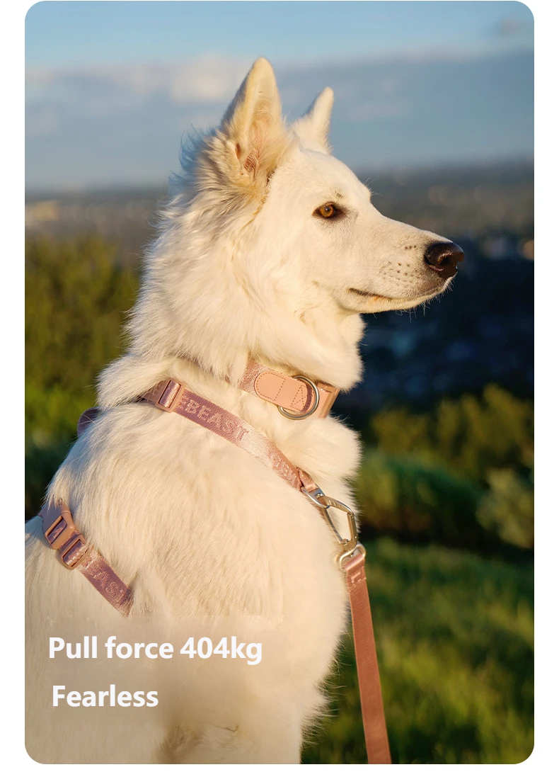 DAY-LIGHT Dog Collar XL – Ash Rose detail image 7