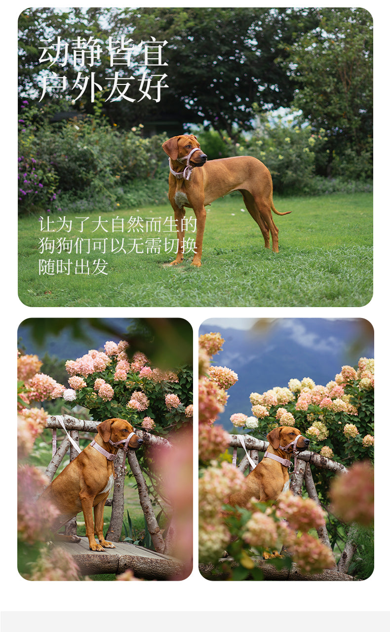 DAY-LIGHT Dog Collar XL – Ash Rose detail image 9