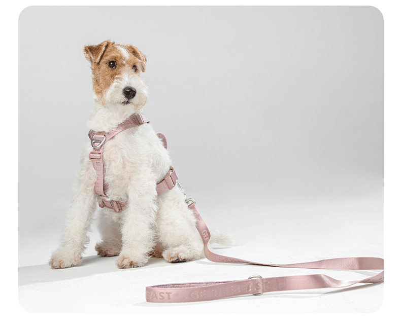 DAY-LIGHT Dog Leash – Ash Rose detail image 10