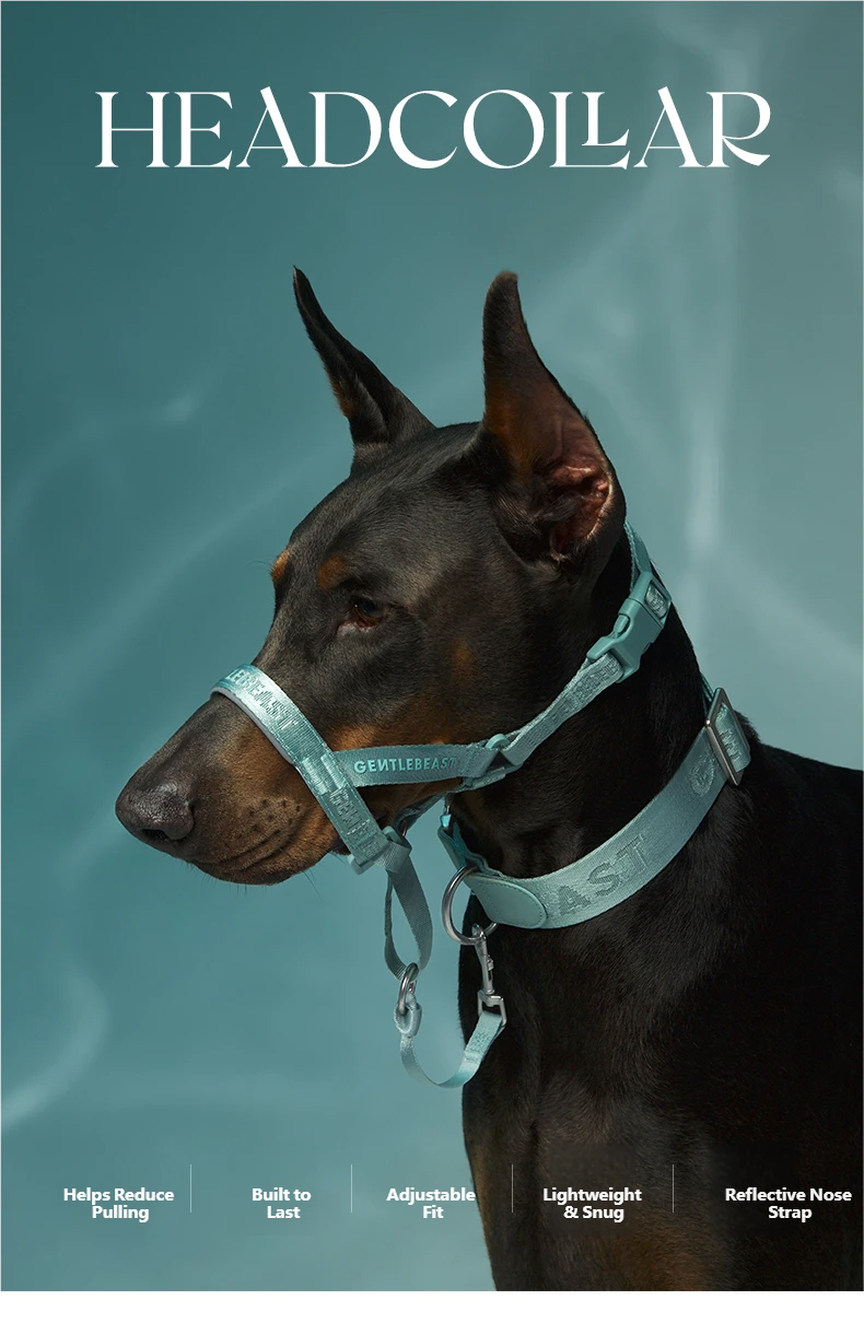 DAY-LIGHT Dog Headcollar – Aqua Marina detail image 3