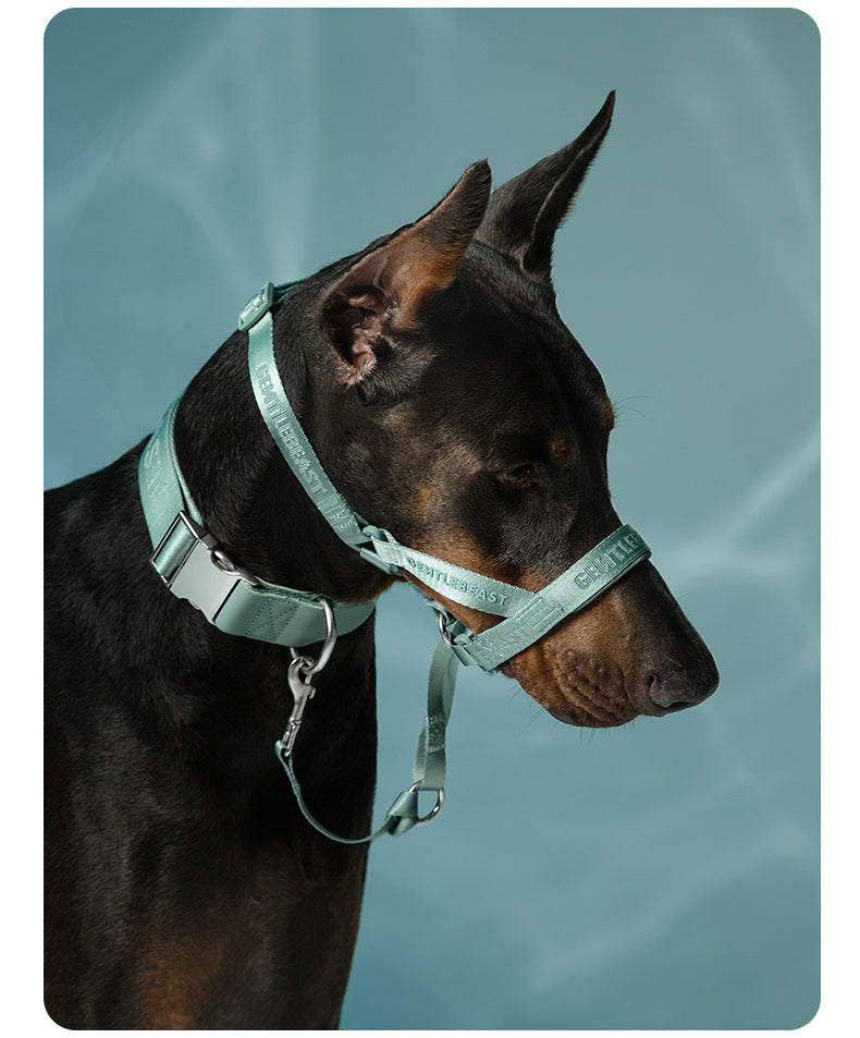 DAY-LIGHT Dog Headcollar – Aqua Marina detail image 14