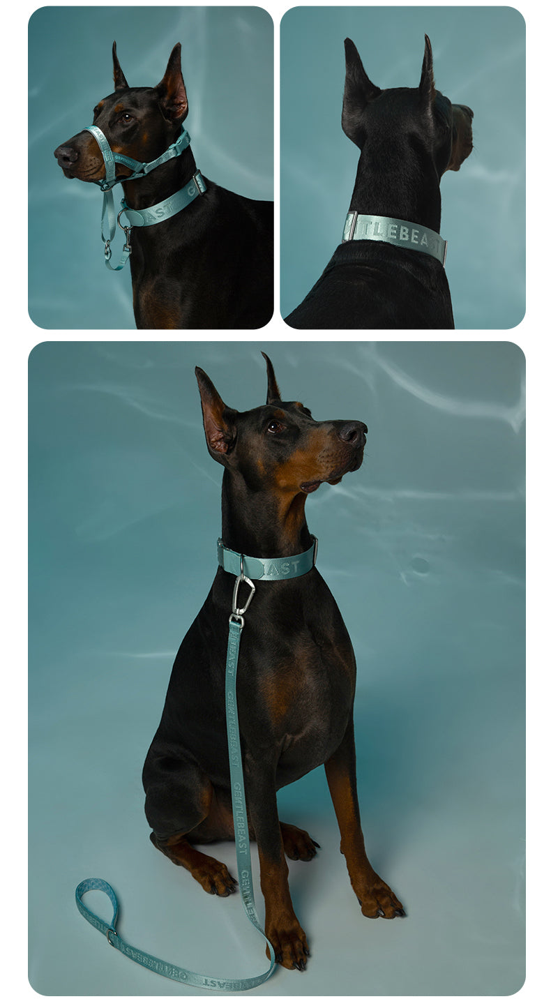 DAY-LIGHT Dog Headcollar – Aqua Marina detail image 15