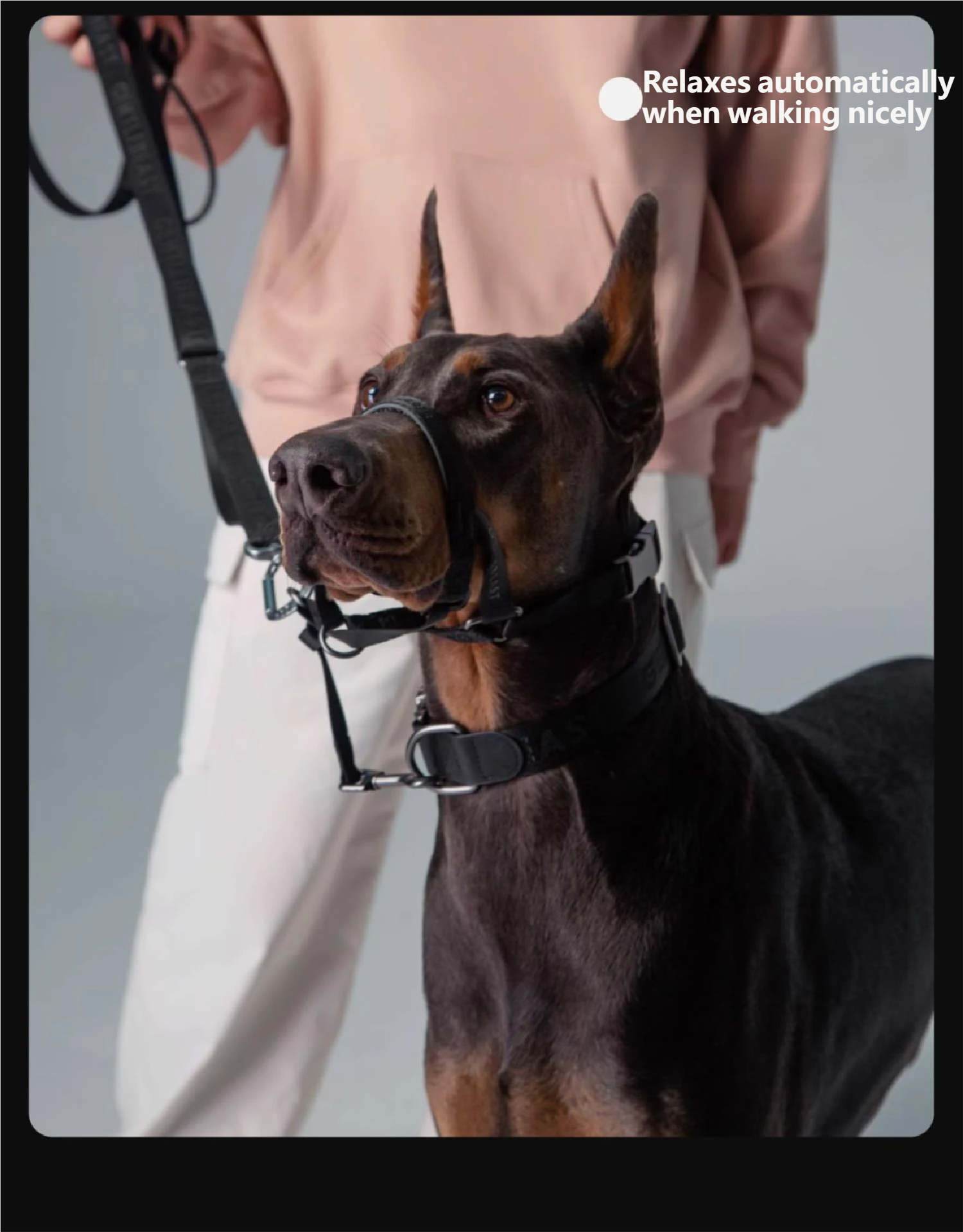 Midnight Walker Dog Headcollar – Moonless Night detail image 7