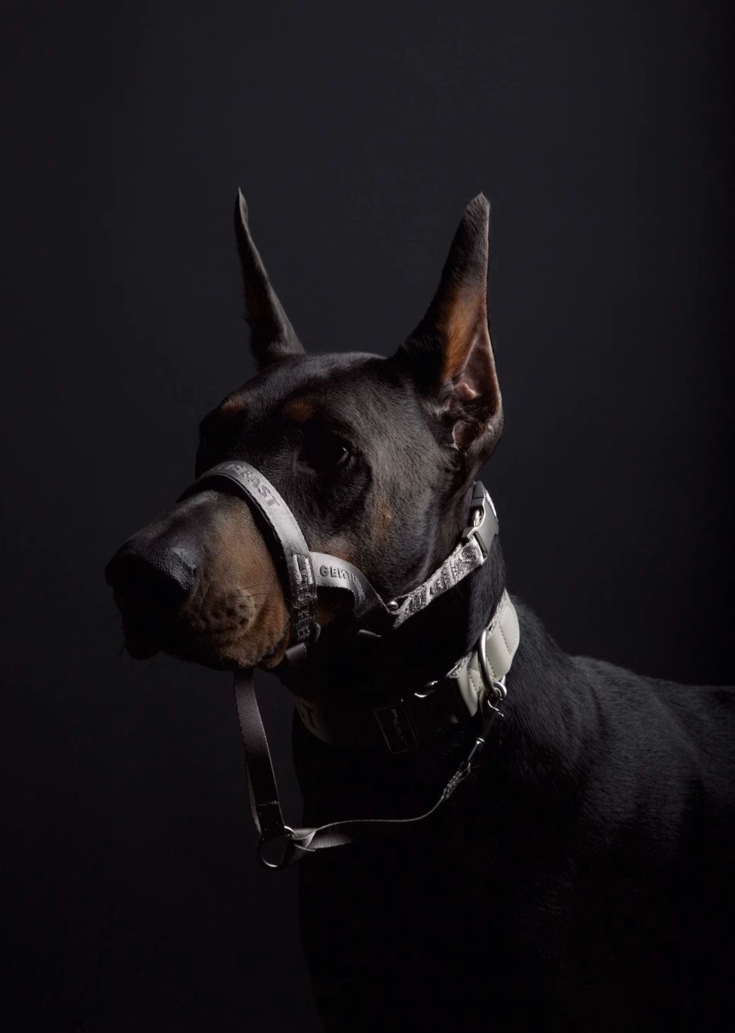 Midnight Walker Dog Headcollar – Moonless Night detail image 15
