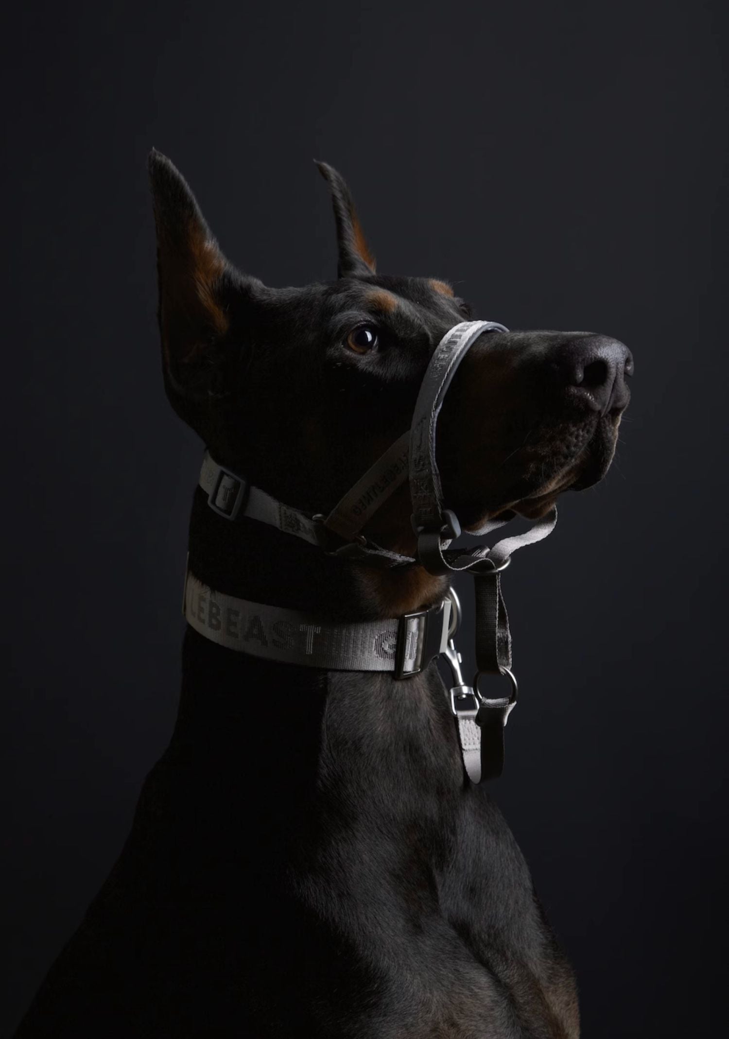 Midnight Walker Dog Headcollar – Moonless Night detail image 16