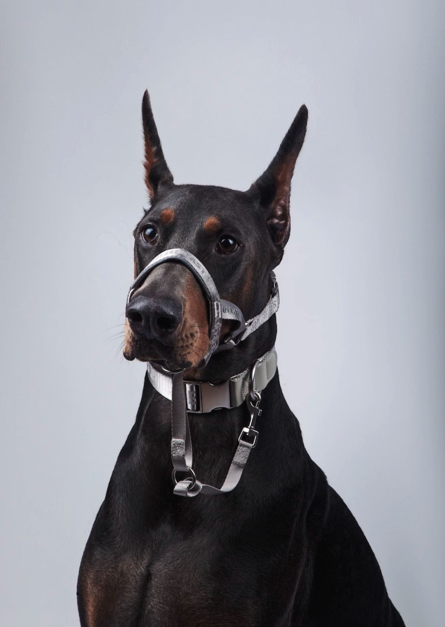Midnight Walker Dog Headcollar – Moonless Night detail image 17