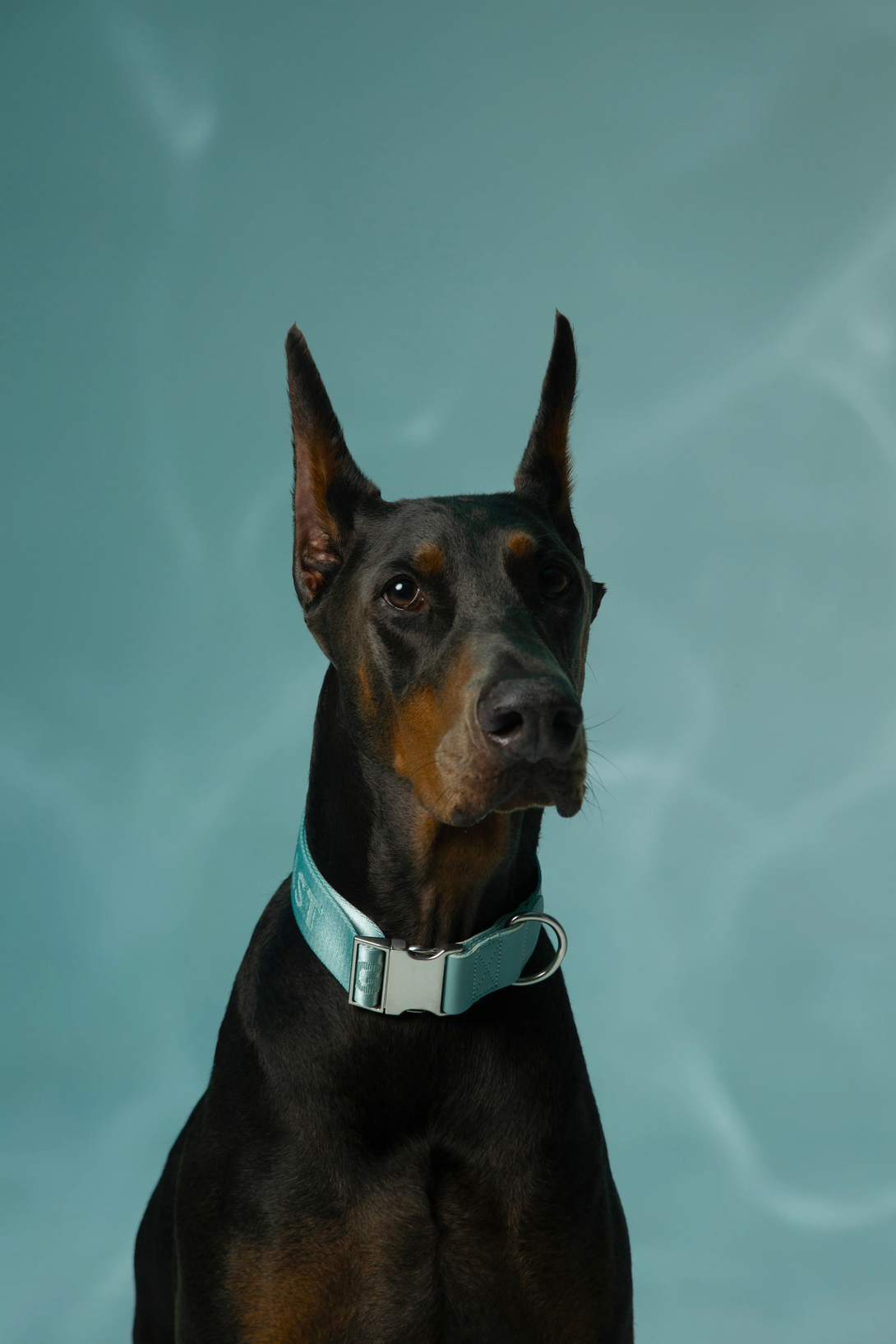 Wide Dog Collar for XL Dogs | Extra Wide Dog Collar | GENTLEBEAST